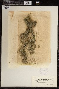 Image of Chara hornemannii