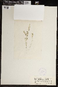 Image of Chara hydropithys