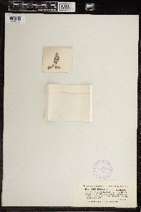 Image of Chara keukensis