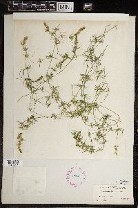 Image of Chara sanctae-margaritae