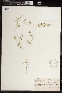 Image of Chara sejuncta