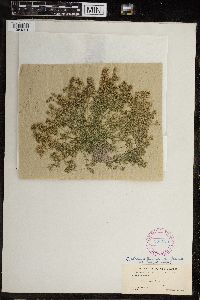 Image of Chara coronata