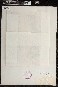Chara gymnopus image