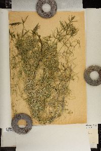Chara gymnopus image