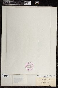 Chara gymnopus image