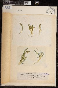Chara baltica image