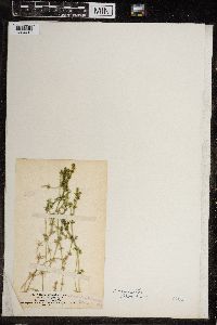 Chara canescens image
