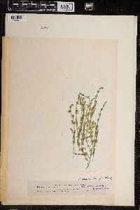 Chara canescens image