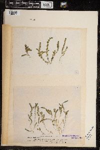 Chara canescens image