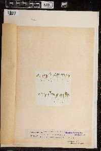 Chara canescens image