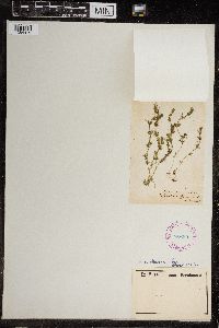 Chara canescens image
