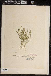 Chara canescens image