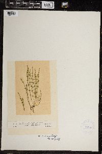 Chara canescens image