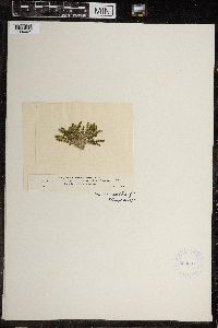 Chara canescens image