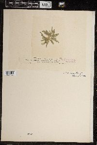 Chara canescens image