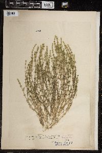 Image of Chara crinita