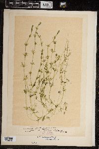 Chara canescens image