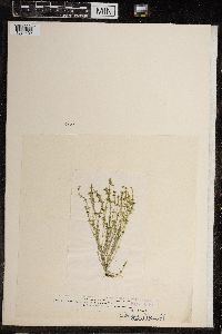 Chara canescens image