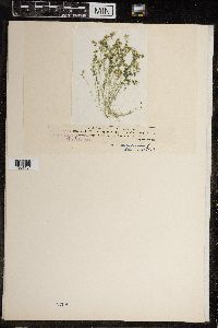 Chara canescens image