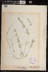 Image of Chara ceratophylla
