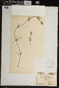 Chara canescens image