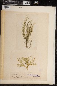 Chara fragilis image
