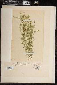 Chara fragilis image