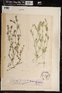 Image of Chara rudis