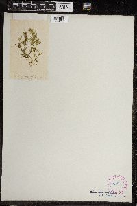 Image of Chara scoparia
