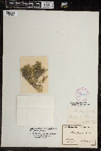 Image of Chara strigosa