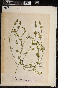 Image of Chara tomentosa