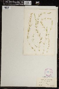 Chara fragilis image