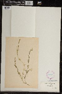 Chara fragilis image