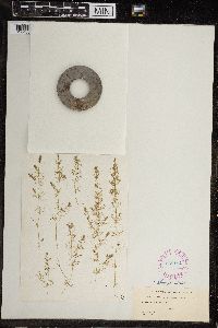 Image of Chara gymnopitys