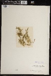 Chara gymnopus image