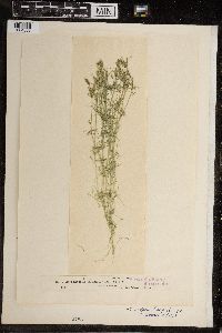 Image of Chara foetida