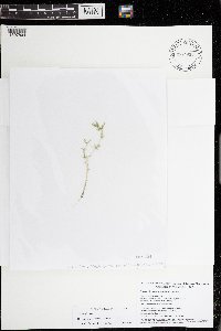 Image of Chara evoluta