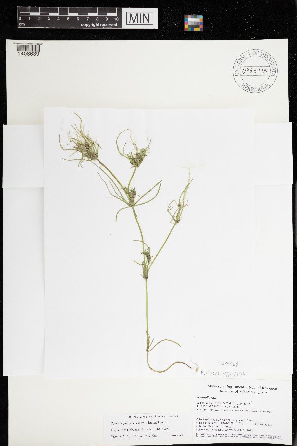 Tolypella prolifera image