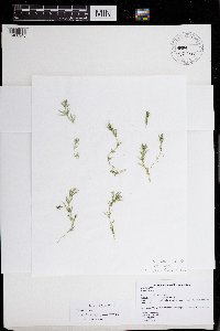 Image of Chara cubensis