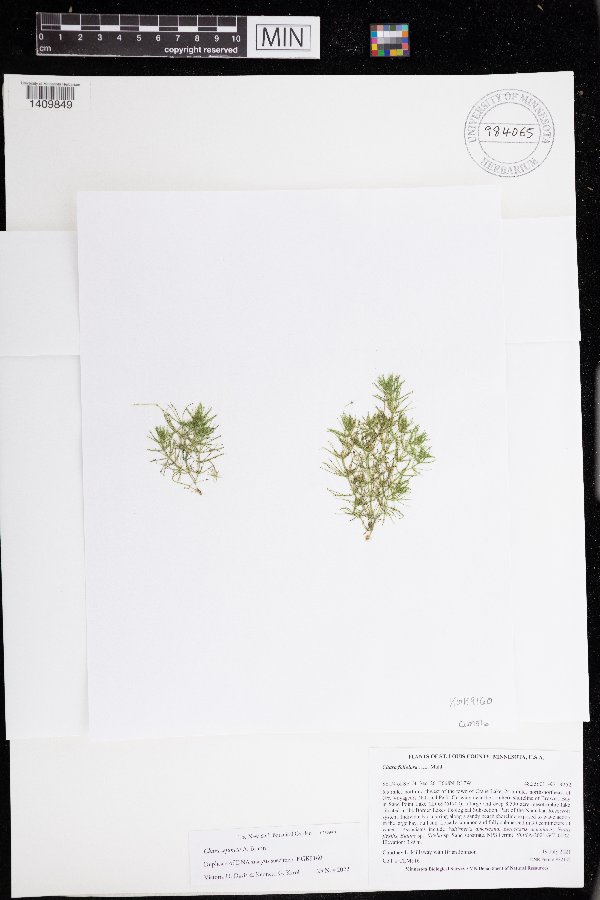 Chara sejuncta image