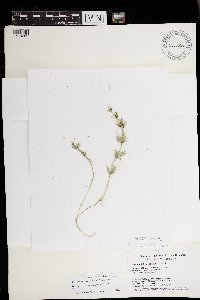 Chara trichacantha image