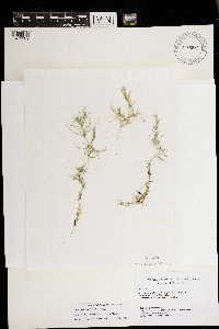 Chara macounii image