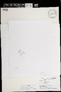 Chara macounii image
