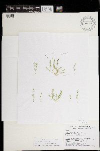 Chara macounii image
