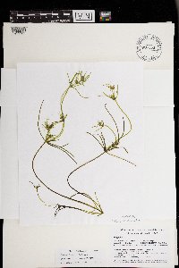 Tolypella prolifera image