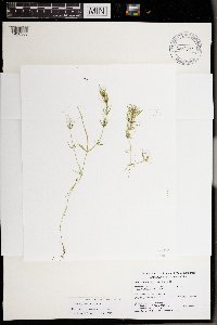 Chara compacta image