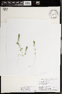 Chara compacta image