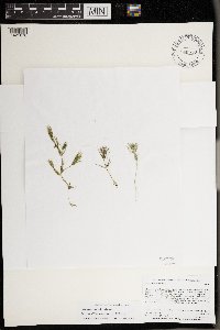 Chara compacta image