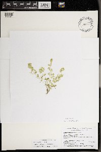 Media resource of Chara eleganteles