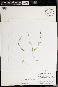 Chara globularis image